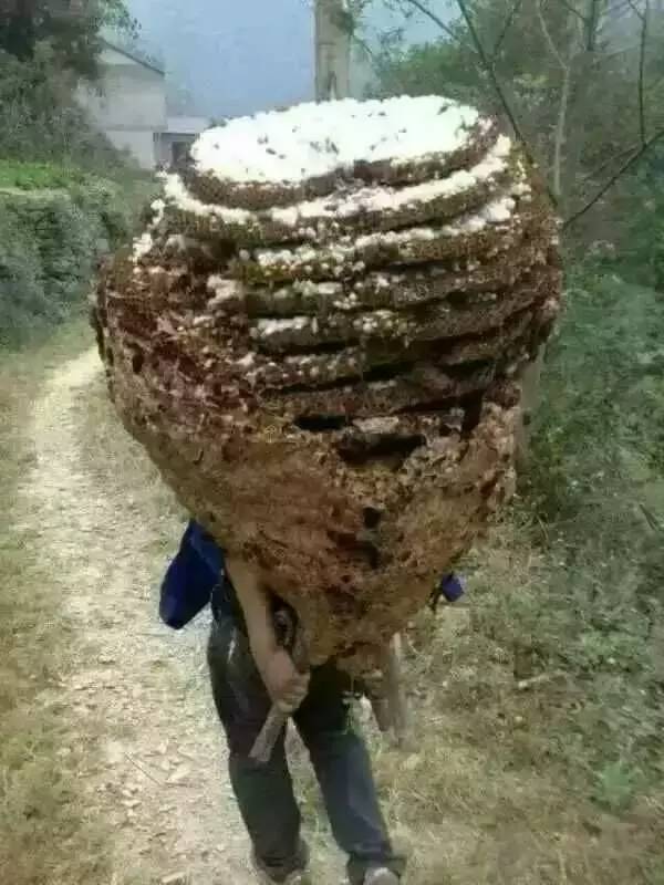 OH!MG。。這個(gè)季節(jié)“蜂”狂的鎮(zhèn)沅！...