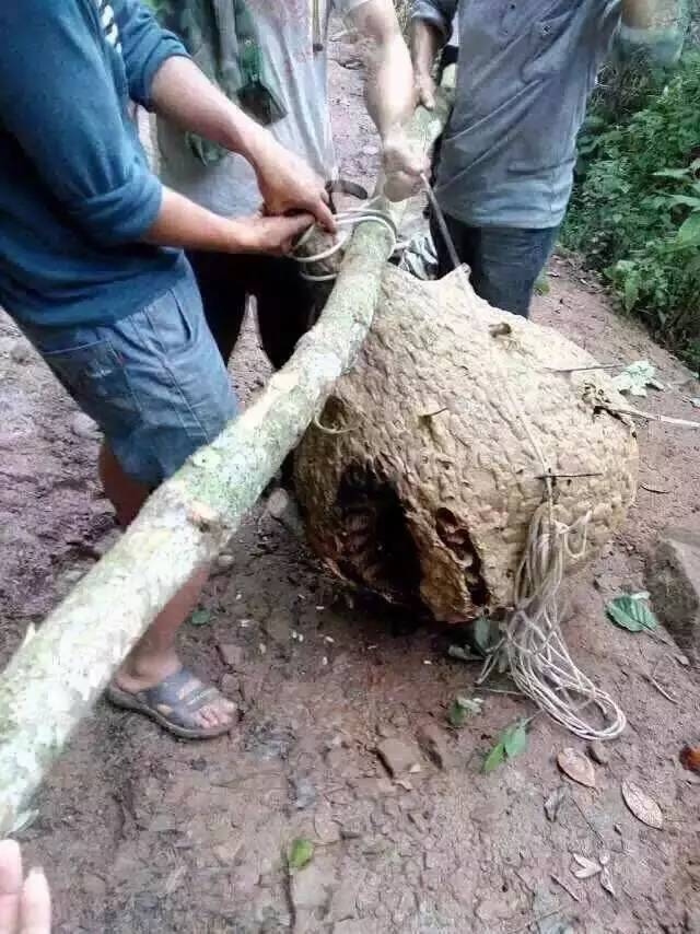 OH!MG。。這個(gè)季節(jié)“蜂”狂的鎮(zhèn)沅！...