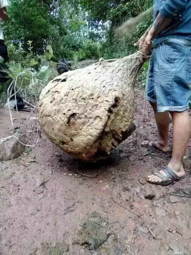 OH!MG。。這個(gè)季節(jié)“蜂”狂的鎮(zhèn)沅！...